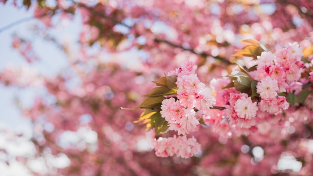 【春の香り】桜の香りを纏った極上桜あんの作り方とレシピ。